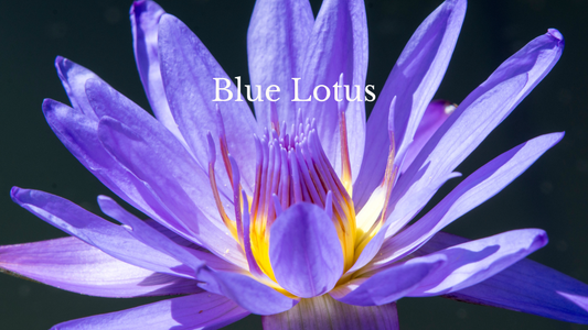 Blue Lotus Skincare Rituals: My Collaboration with Entresoeurs